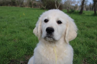 Les chiots de Golden Retriever