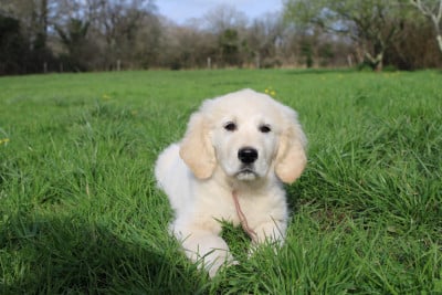Les chiots de Golden Retriever