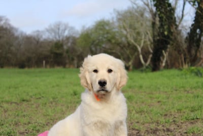 Les chiots de Golden Retriever