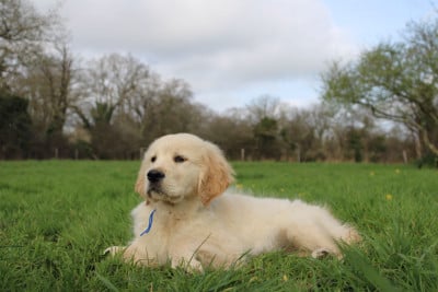 Les chiots de Golden Retriever