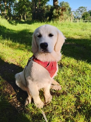 Les chiots de Golden Retriever