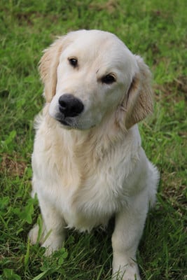 Les chiots de Golden Retriever
