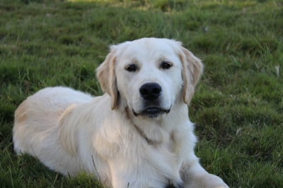 Les chiots de Golden Retriever