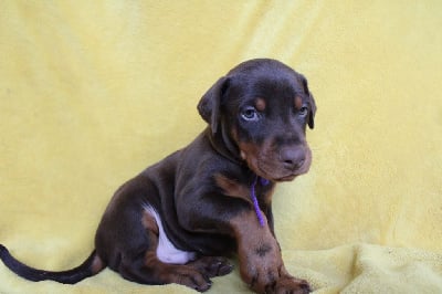 Les chiots de Dobermann