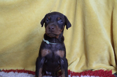 Les chiots de Dobermann