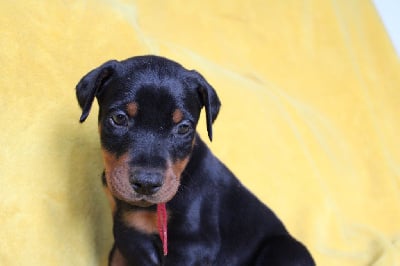 Les chiots de Dobermann