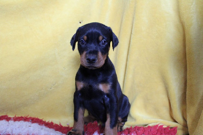 Les chiots de Dobermann