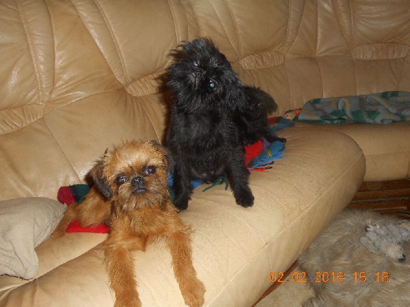 Léon Des doux angelots - Très Prometteur Meilleur Puppy