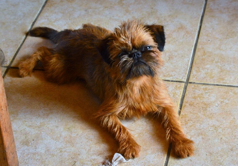 Léon Des doux angelots - 1er excellent Meilleur Jeune