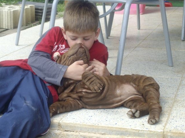 Eclipse cokoladna zvezda du Royaume des Balkans