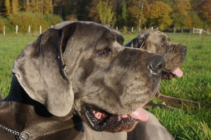 Madame bovary Vom hause wagner