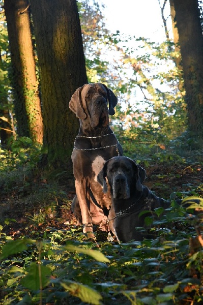 Madame bovary Vom hause wagner