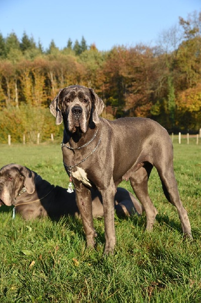 Madame bovary Vom hause wagner