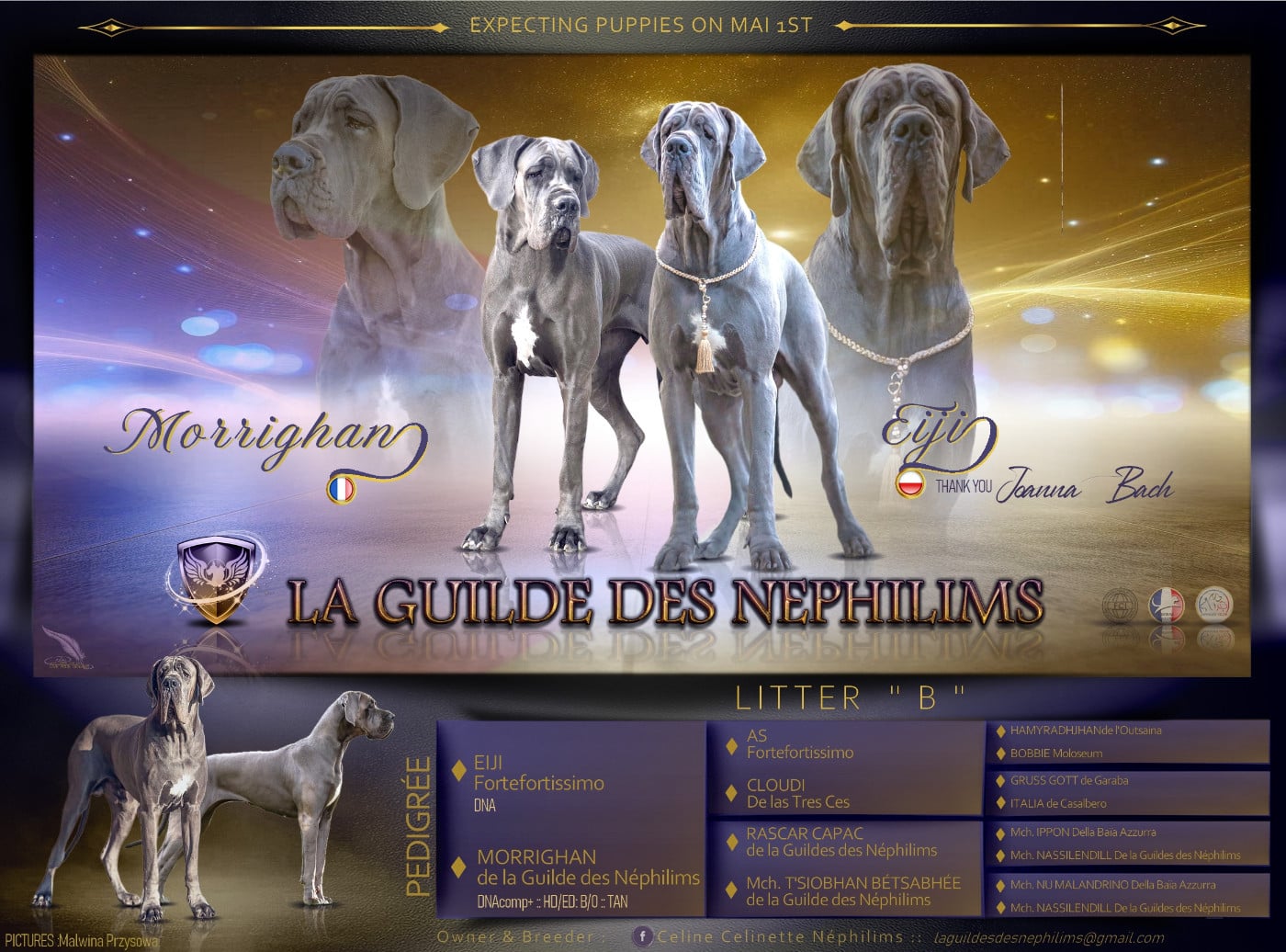 Dogue allemand - De La Guilde Des Néphilims