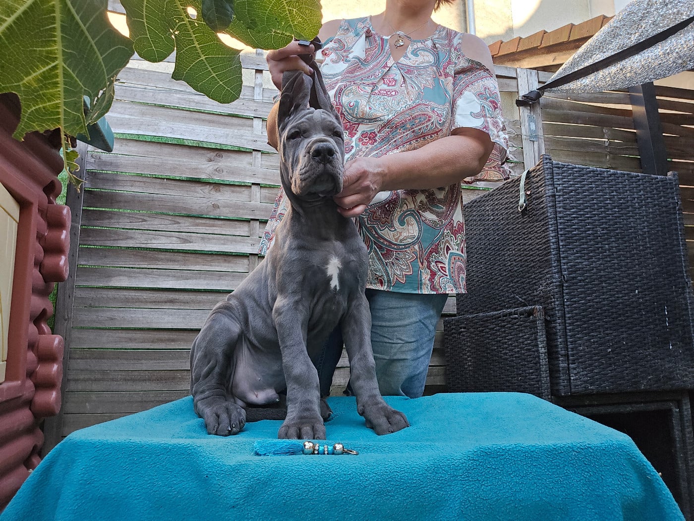 BABOON MAGIQUE