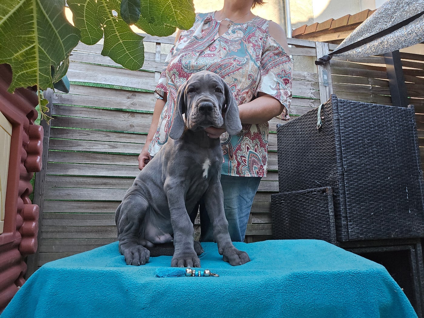 BABOON MAGIQUE