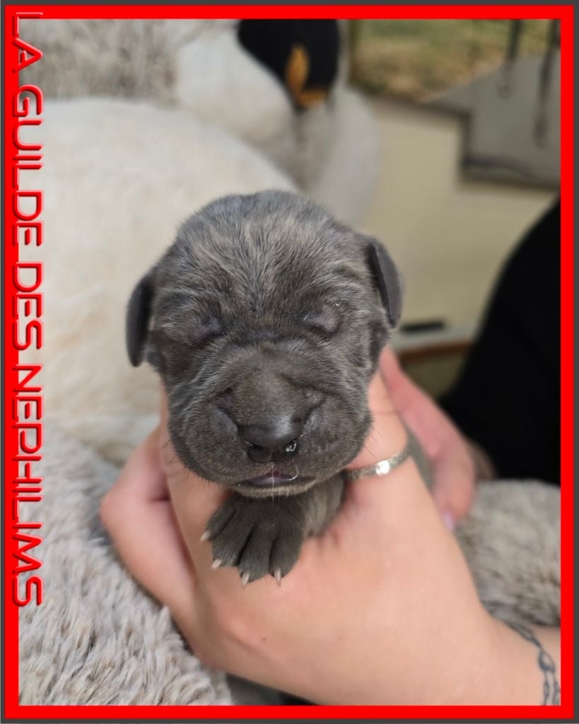 AGILDEROY collier rouge