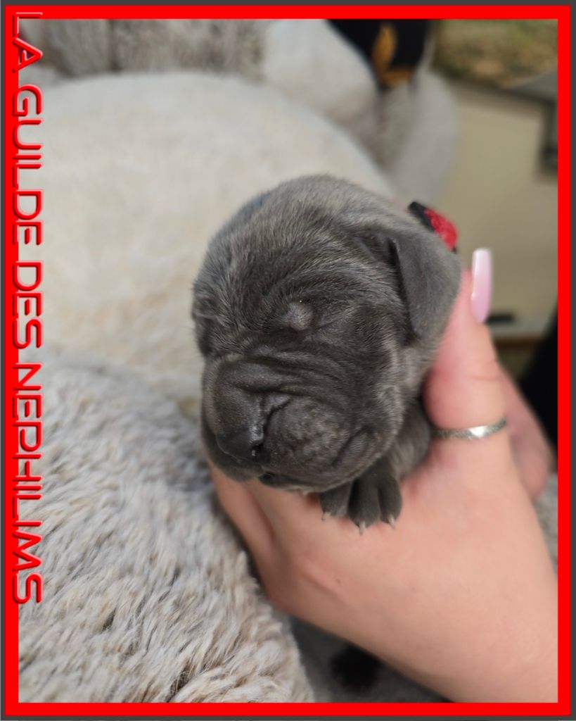 AGILDEROY collier rouge