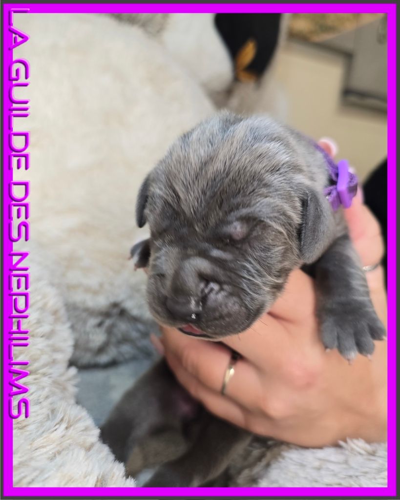 ARTENAÏSS collier violet