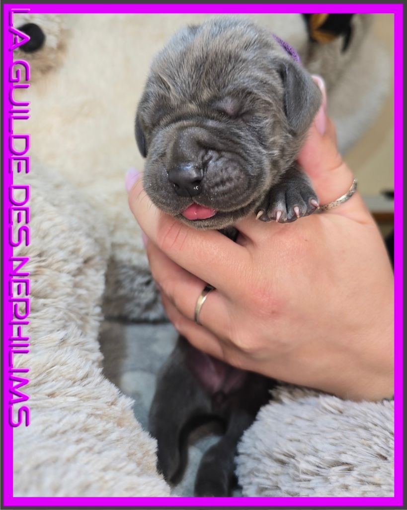 ARTENAÏSS collier violet