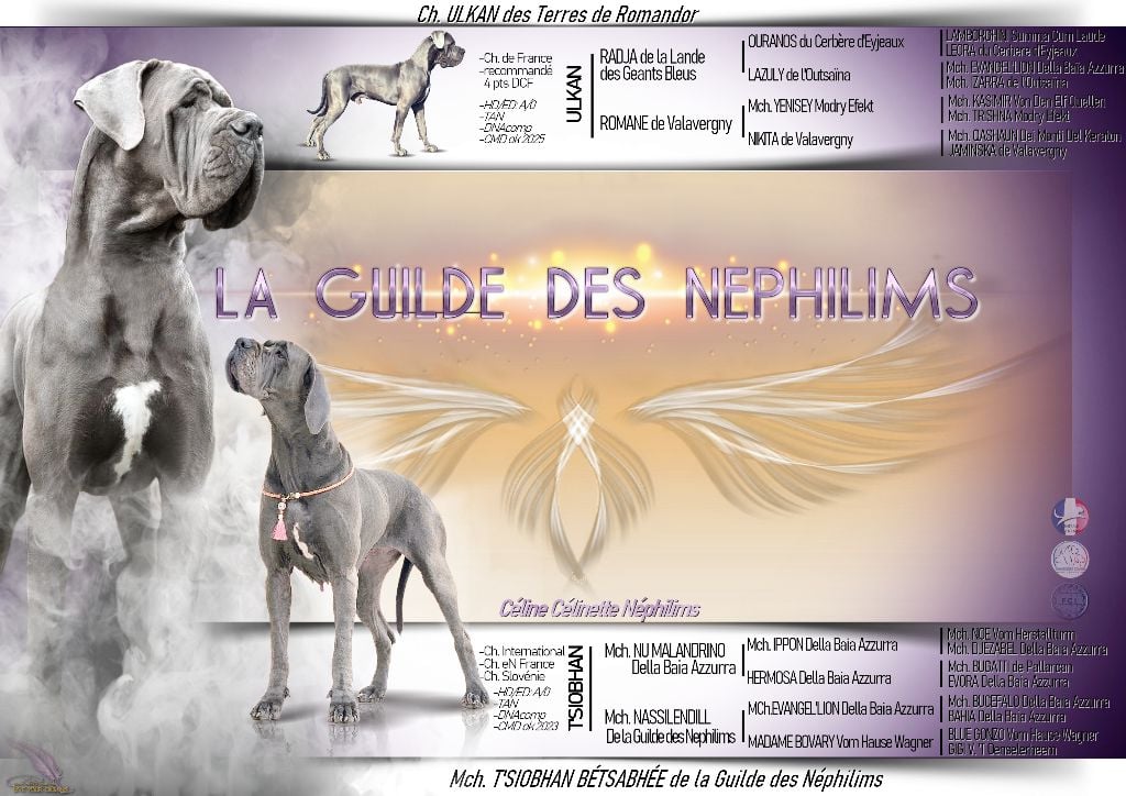Dogue allemand - chiots bleu M. Champion T'Siobhan et M.Champion Ulkan - De La Guilde Des Néphilims