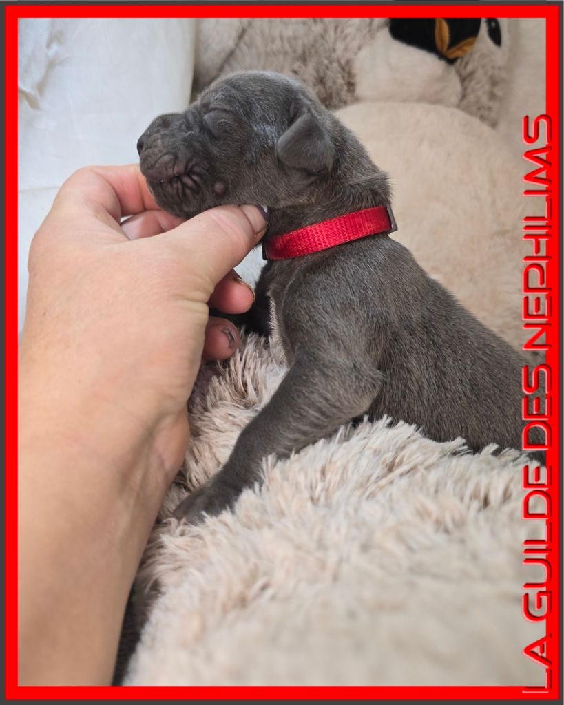 AGILDEROY collier rouge