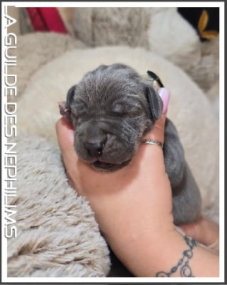Les chiots de Dogue allemand
