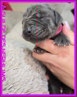 Les chiots de Dogue allemand