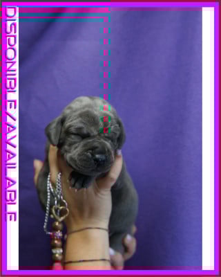 Les chiots de Dogue allemand