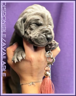 Les chiots de Dogue allemand