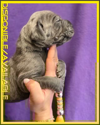 Les chiots de Dogue allemand