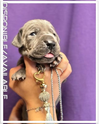 Les chiots de Dogue allemand