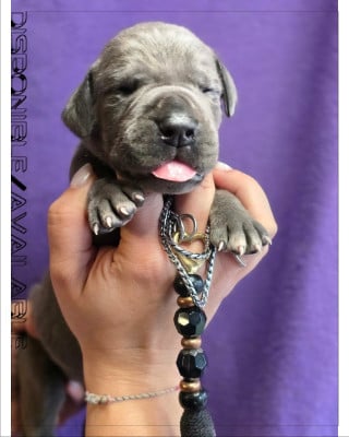 Les chiots de Dogue allemand