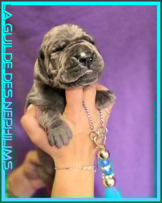 Les chiots de Dogue allemand