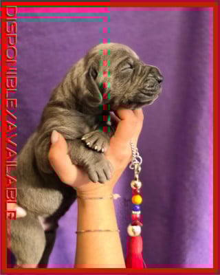 Les chiots de Dogue allemand