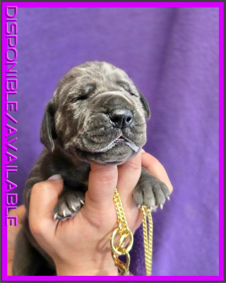 Les chiots de Dogue allemand