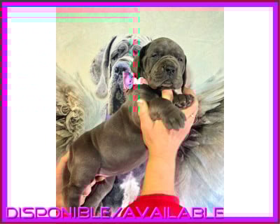 Les chiots de Dogue allemand