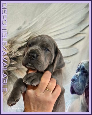 Les chiots de Dogue allemand