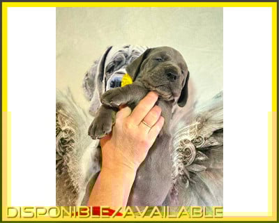 Les chiots de Dogue allemand