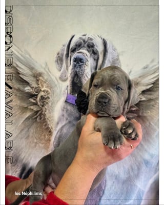 Les chiots de Dogue allemand