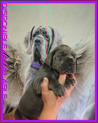 Les chiots de Dogue allemand