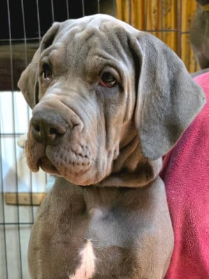 Les chiots de Dogue allemand