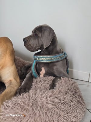 Les chiots de Dogue allemand