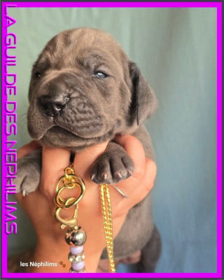 Les chiots de Dogue allemand