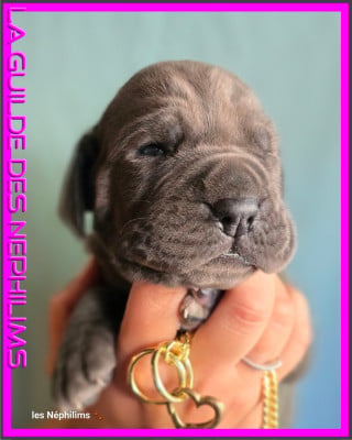 Les chiots de Dogue allemand