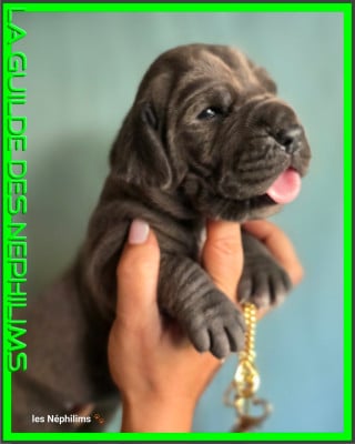 Les chiots de Dogue allemand