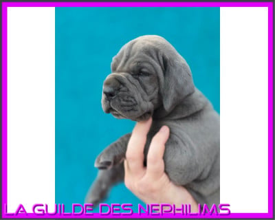 Les chiots de Dogue allemand