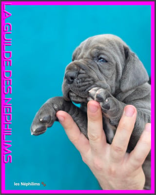 Les chiots de Dogue allemand