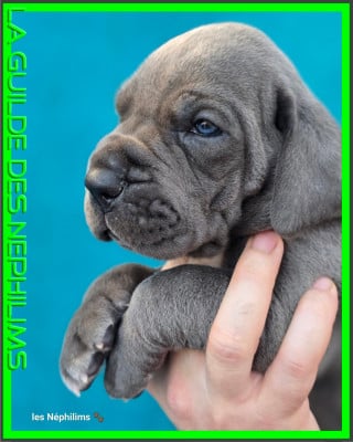 Les chiots de Dogue allemand