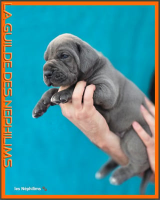 Les chiots de Dogue allemand